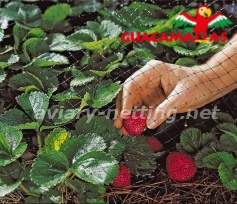 blackberry protected by bird net