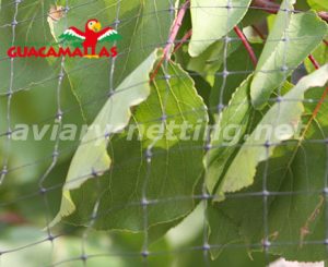 crops protected with bird barrier