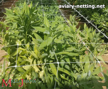 scrog method applied in crops with MALLAJUANA