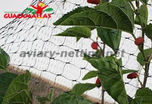 bird net installed for blackberry crops protection