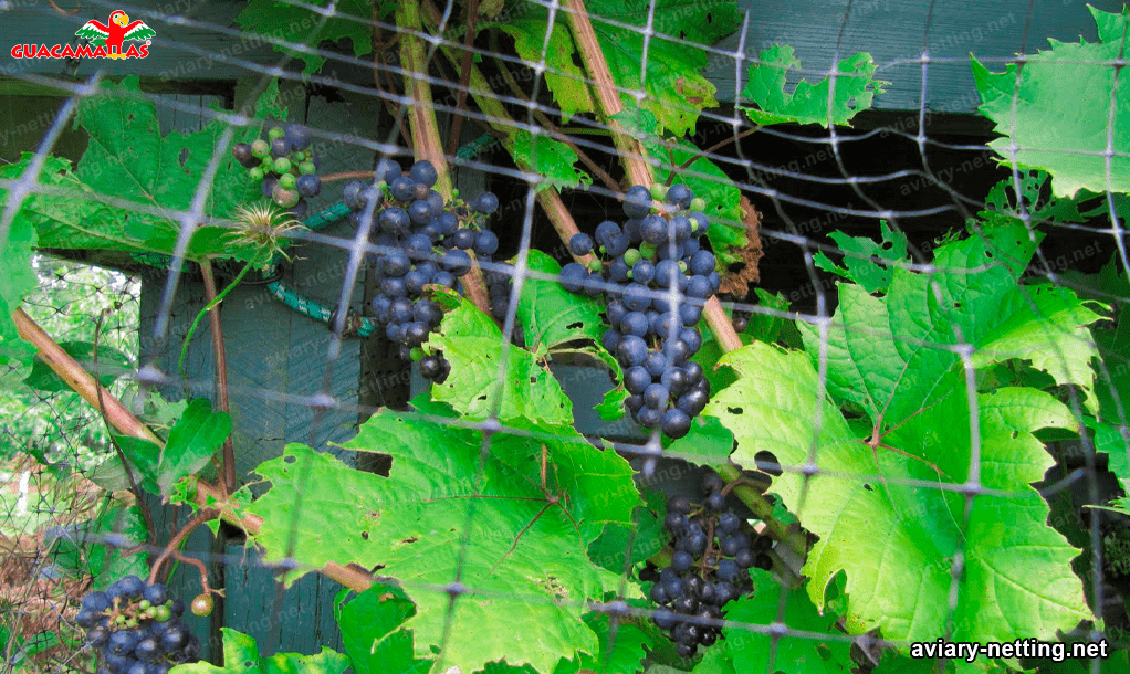 Bird barier nets in grapes crops