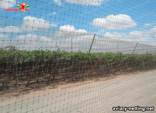 aviary nets installed in a field