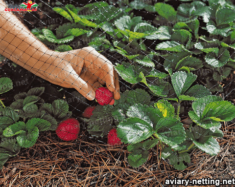 Bird net in strawberry plant