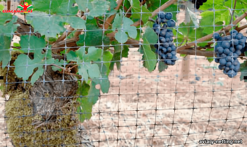 bird net protecting grapes