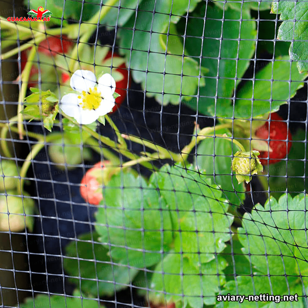 bird netting installed in stawberry cultivation