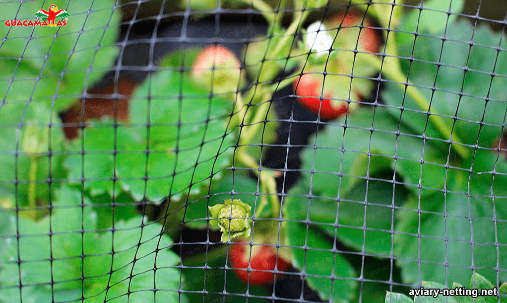 a closer shot of aviary netting