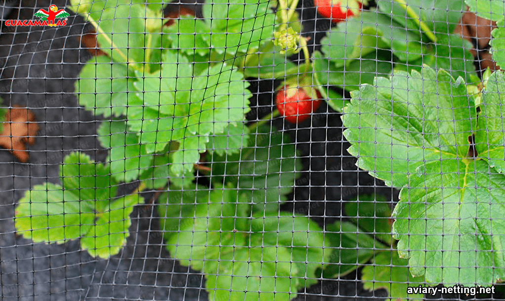 birdhouse netting protecting strawberrys