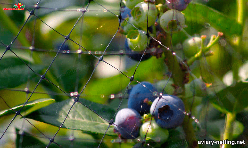 anti birds netting for fruit tree 